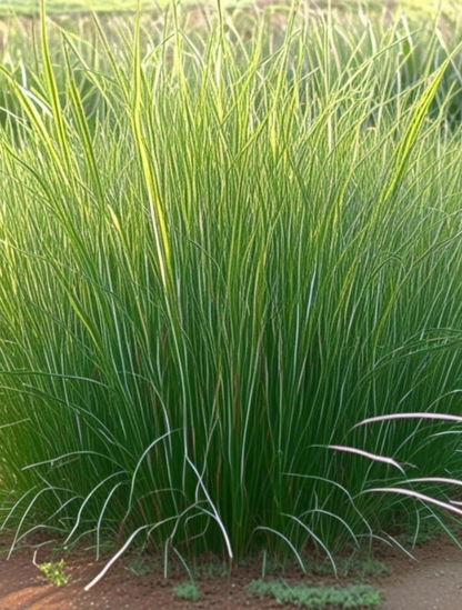 Ulei esențial Vetiver Haiti